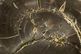 Polished Cretaceous Petrified Wood Round - Texas #319276-1